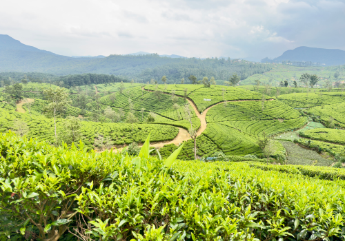 Sri Lanka Hill Country